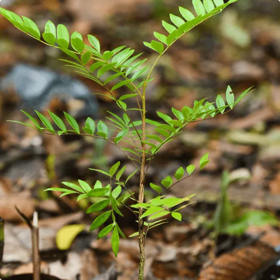 Tongkat Ali — ingredient in Spartamax