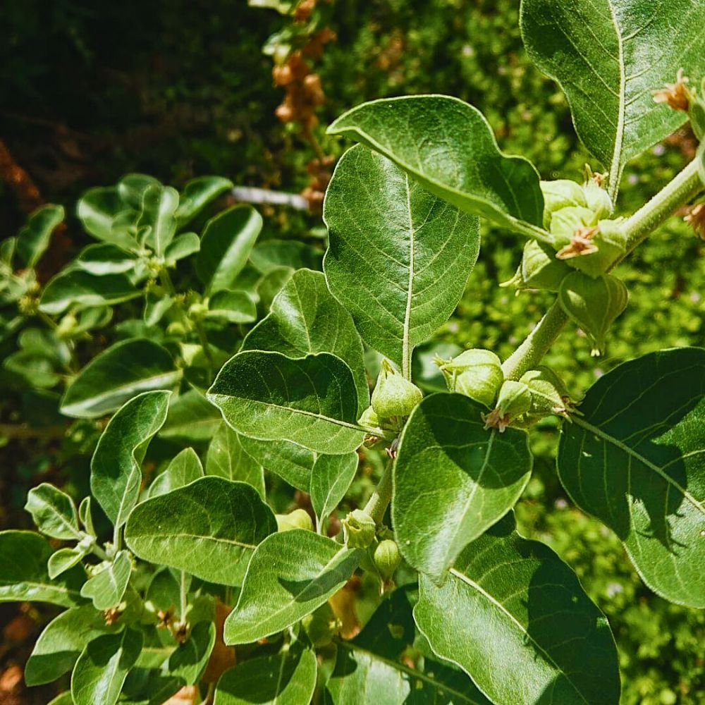 Ashwagandha — ingredient in Spartamax