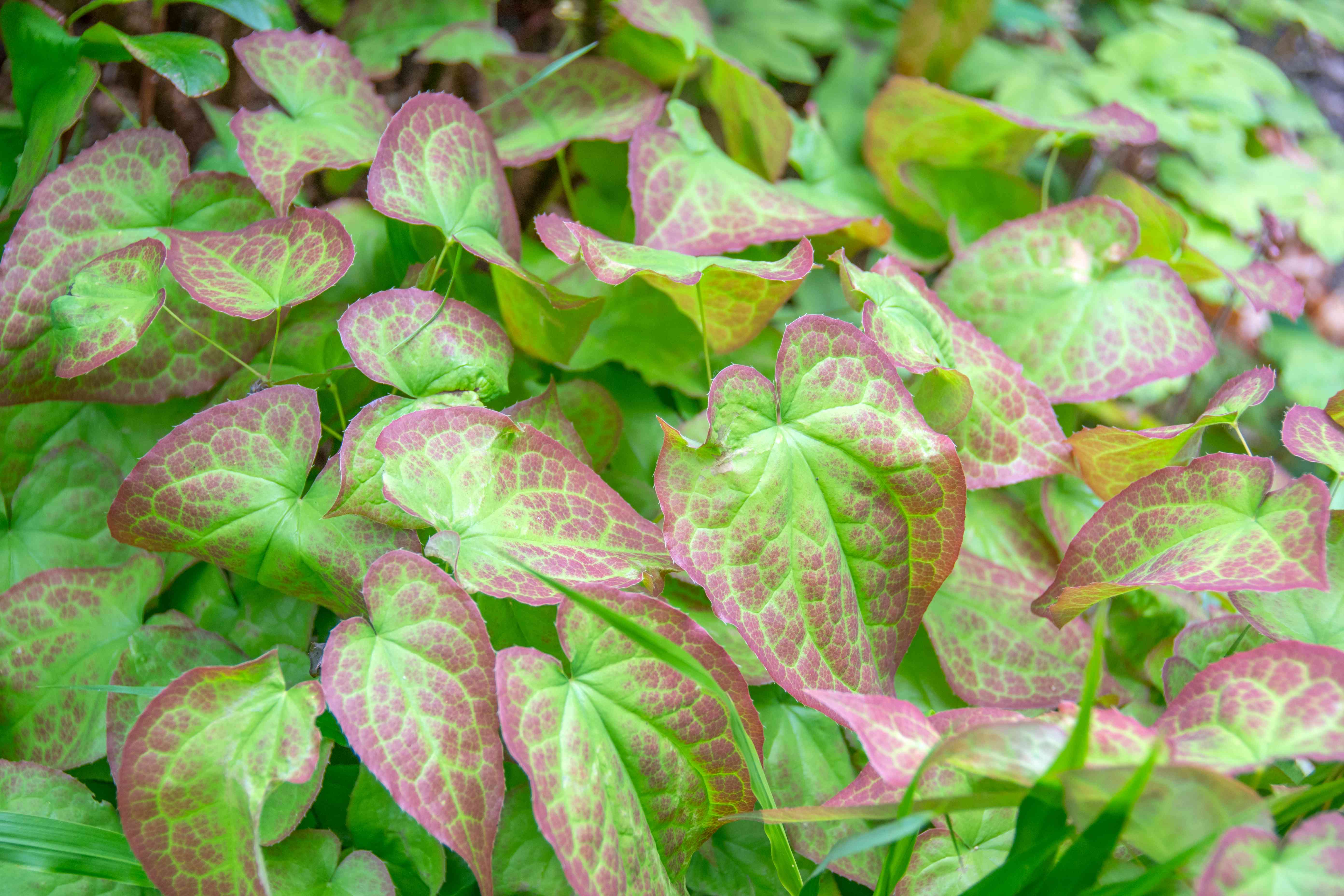 Horny Goat Weed — ingredient in Spartamax